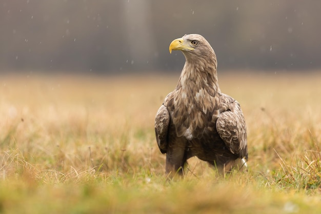 Whitetailed eagle rusten op de grond tijdens een regen in de herfst natuur