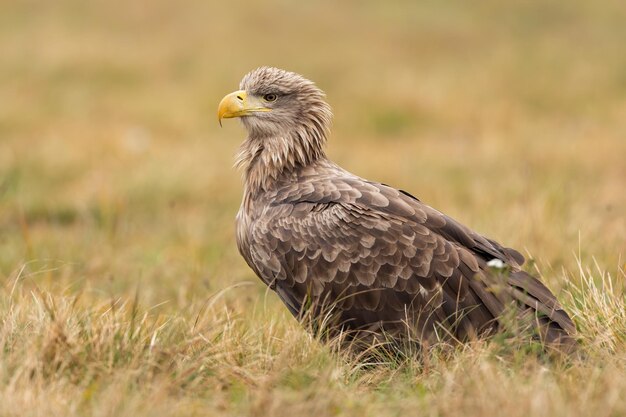 Aquila dalla coda bianca che si siede sul prato asciutto in autunno