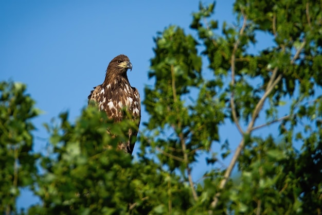 Whitetailed eagle zittend op boomkroon in de zomer