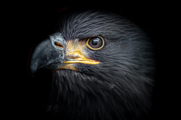 Photo whitetailed eagle