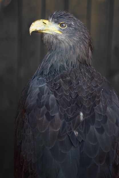 Whitetailed eagle