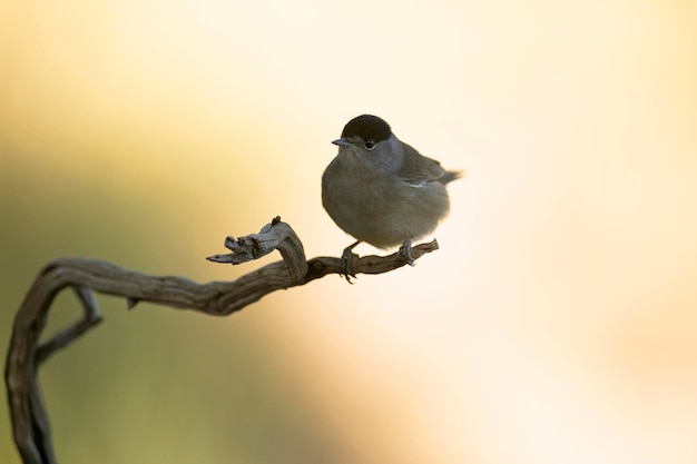 Whitethroat in een herbergier in een mediterraan bos van dennen en eiken in de herfst