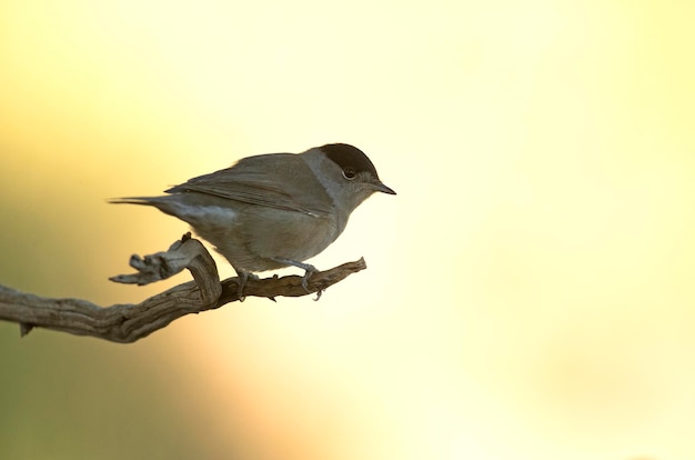 Whitethroat in een herbergier in een mediterraan bos van dennen en eiken in de herfst