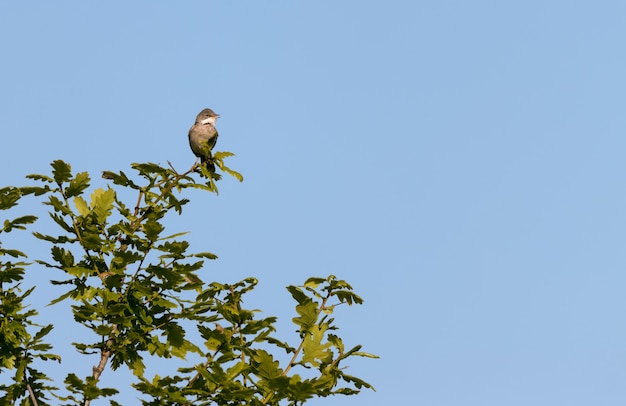 Whitethroat (Sylvia communis) zat in een boom en zingt