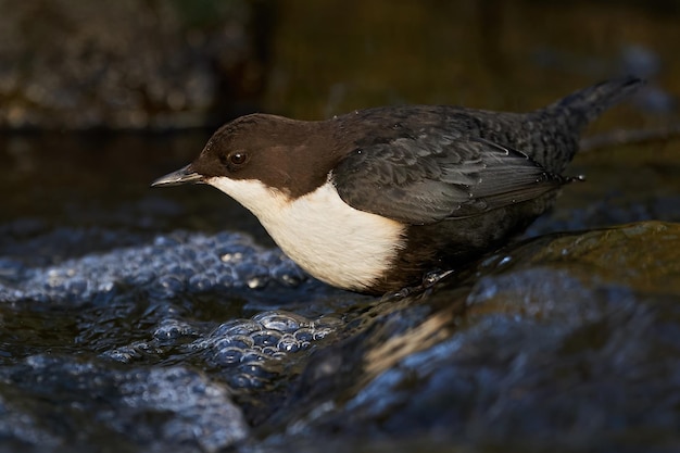 Whitethroated dipper Cinclus cinclus