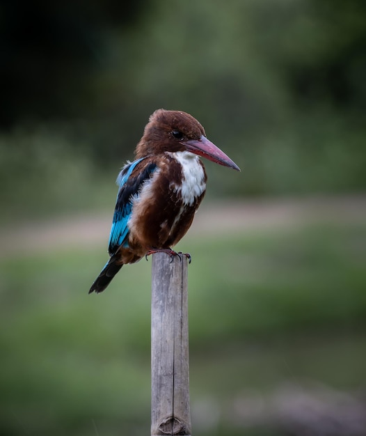 Whitethroated Kingfisher Animal Portrait