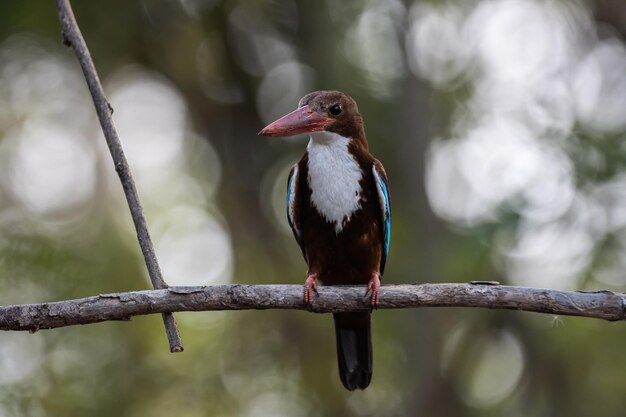 Whitethroated Kingfisher on the branch tree animal portrait