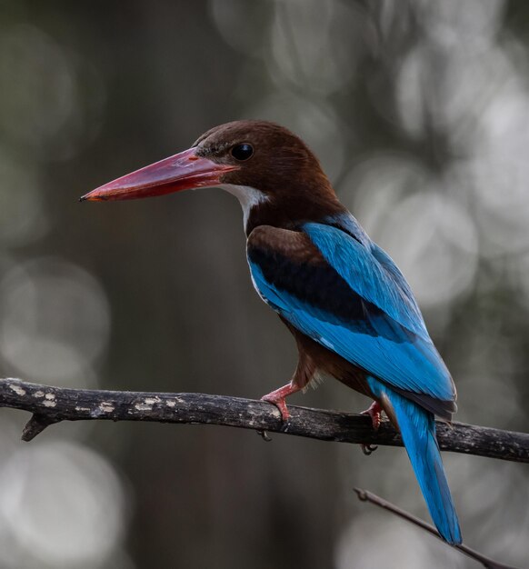 Whitethroated Kingfisher on the branch tree animal portrait