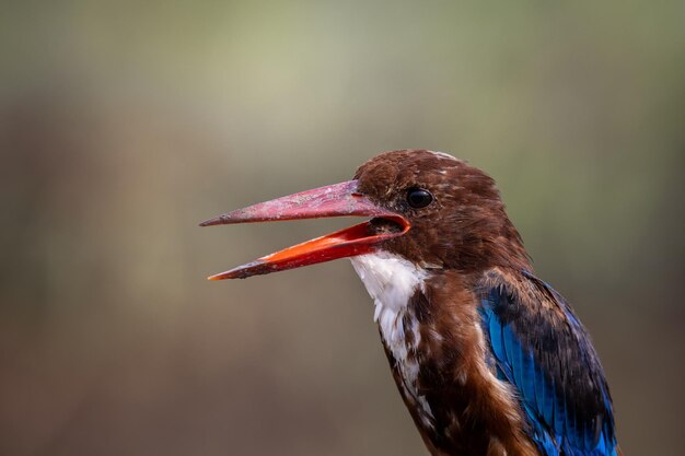 Whitethroated Kingfisher close-up shot Dierenportret