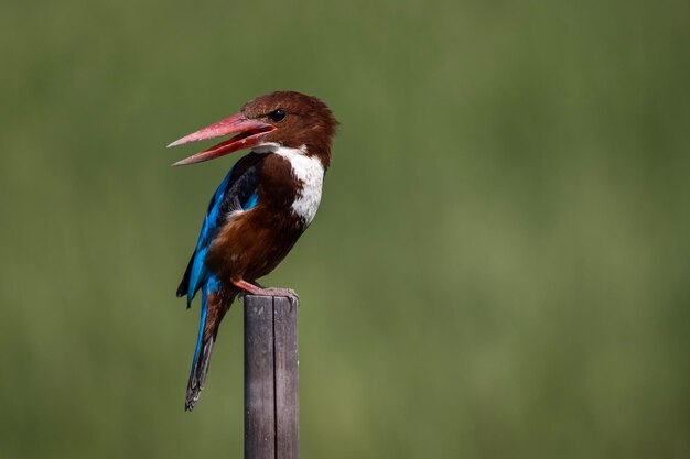 Whitethroated Kingfisher on dry branch animal porttrait shot