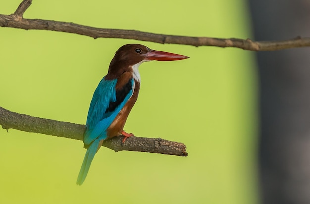 Whitethroated Kingfisher Halcyon smyrnensis op de takken van bomen met groene achtergrond