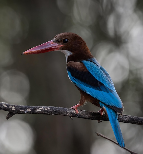 Whitethroated Kingfisher op de takboom Animal Portrait