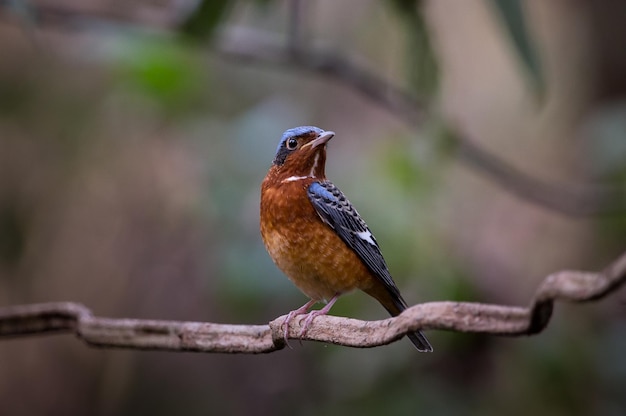 Whitethroated Rotslijster Monticola gularis op takboom in bos van Thailand