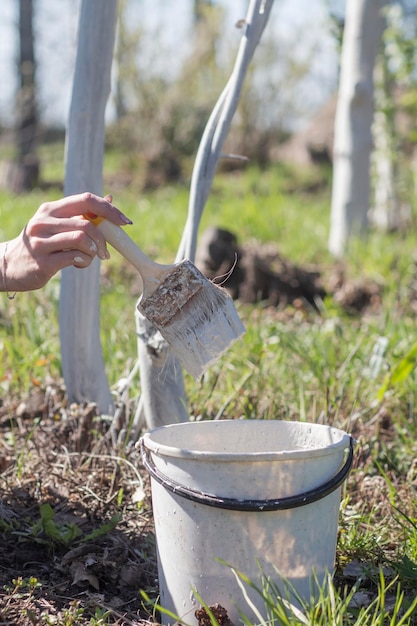 Whitewashing of fruit trees a hand with a brush at the tree to\
protect it from harmful insects