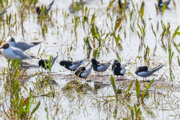 Whitewinged Terns Resting Among Gulls