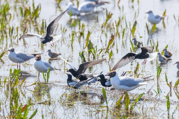 Whitewinged Terns Resting Among Gulls