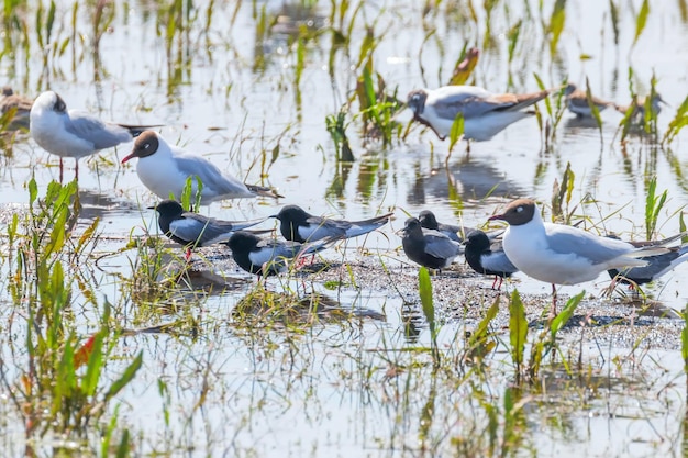 Whitewinged Terns Resting Among Gulls