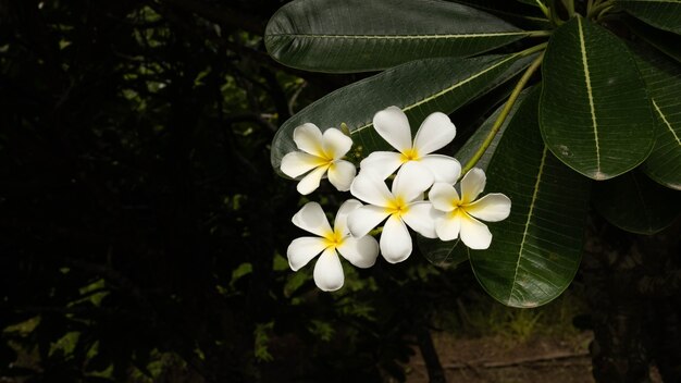 黒の背景を持つ白黄色のフランジパニの花