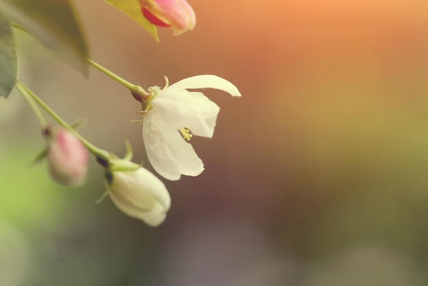 ピンクのつぼみを持つりんごの白花