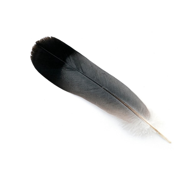 Whole black feather of pigeon or dove isolated on white