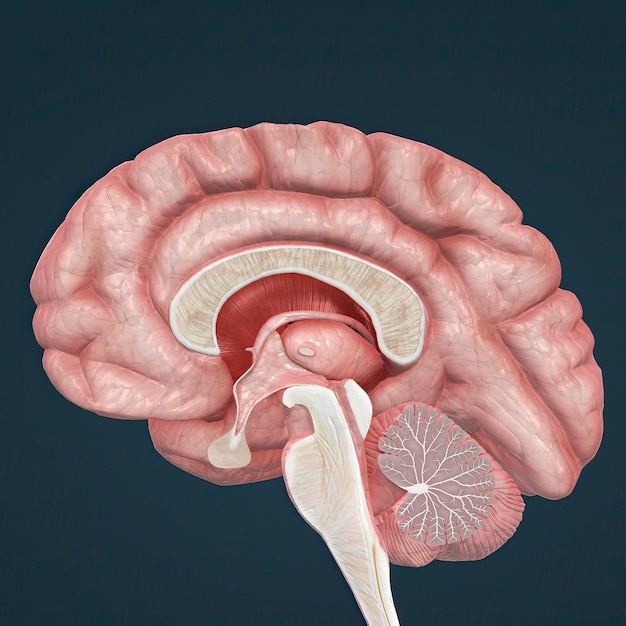 Whole brain Brain sections spinal cord neurological and related tissue types