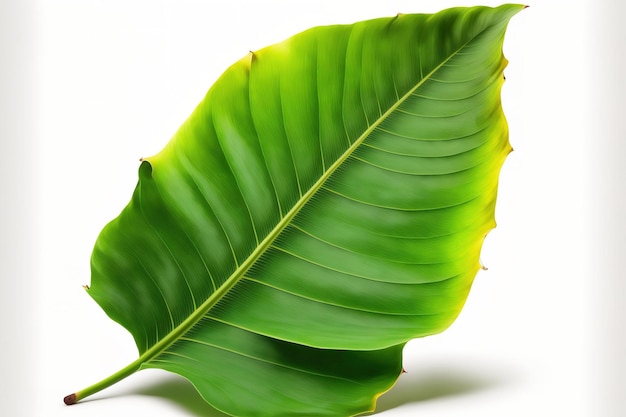 Whole fresh banana leaf isolated on white