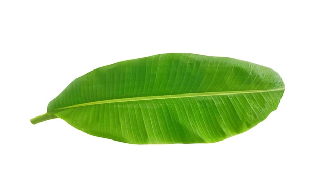 Whole fresh banana leaves isolated on white background