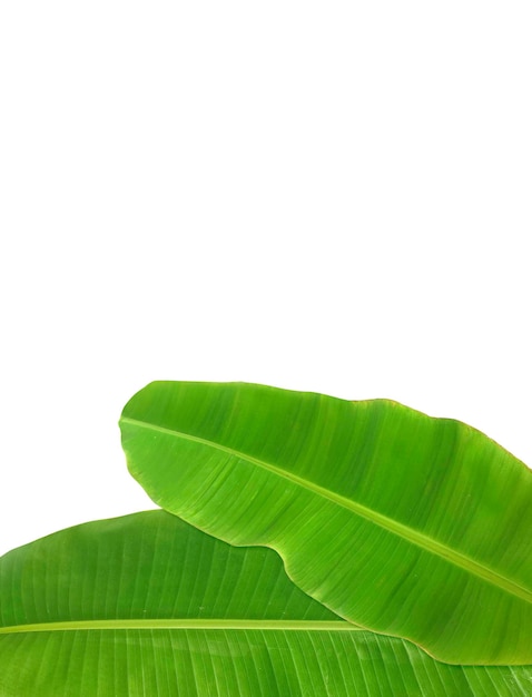 Whole fresh banana leaves isolated on white background