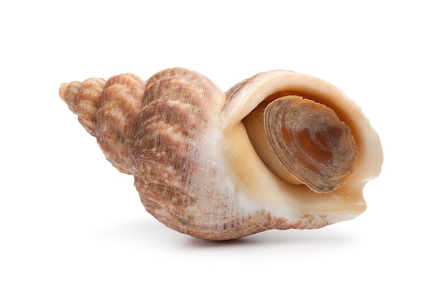 Whole fresh raw common whelk isolated on white background