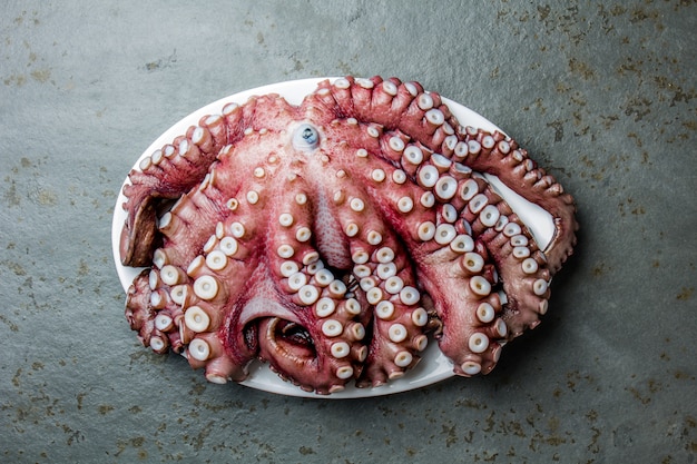 Whole fresh raw octopus on gray slate 