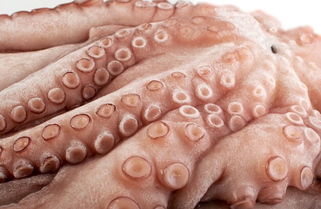 whole frozen octopus with big tentacles. Raw iced seafood, squid, calamari or cuttlefish texture closeup