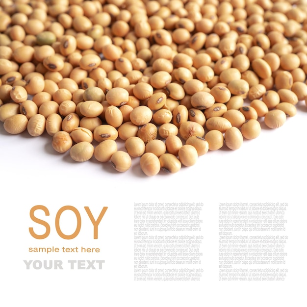 Whole grain soybeans organic isolated on white background with copy space.