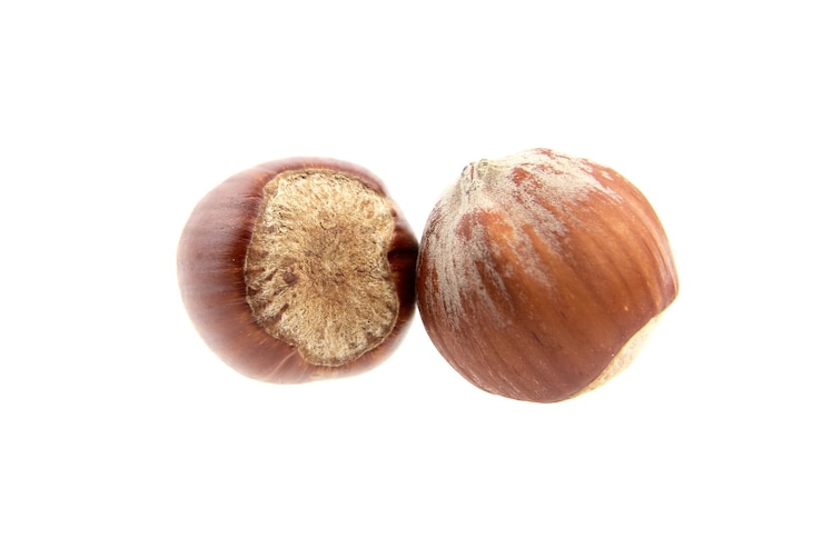 Photo whole hazelnuts isolated on white background