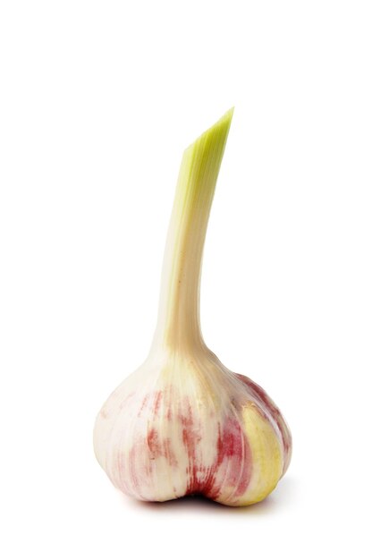 Photo whole head of young organic garlic isolated on white background closeup