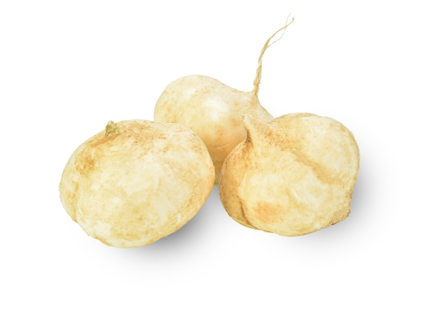 Whole Jicama isolated