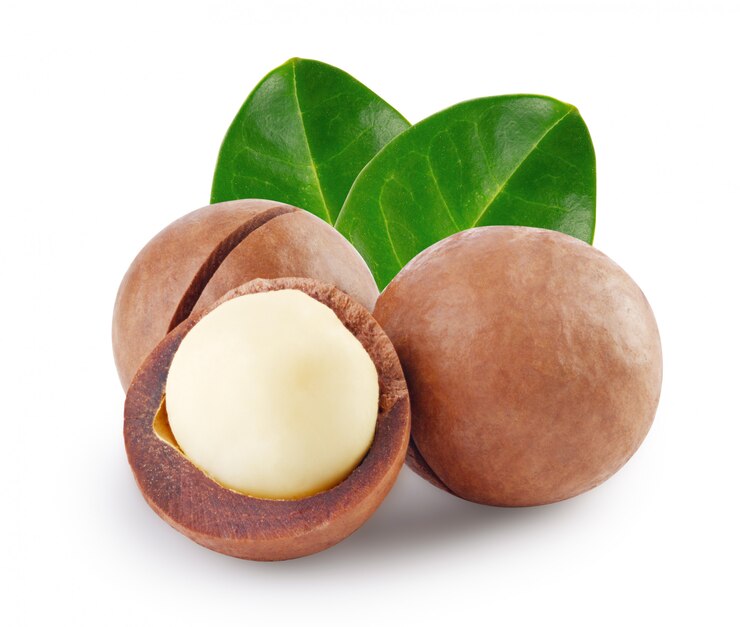 Photo whole and open australian macadamia nut with two green leaf