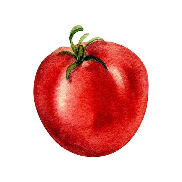 Whole tomato watercolor illustration isolated on white background