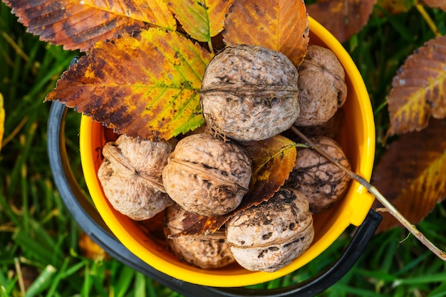 Noci intere e gherigli di noce. nuovo raccolto, appena tagliato.