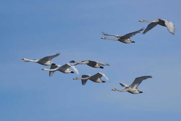 Whooper swans Cygnus cygnus