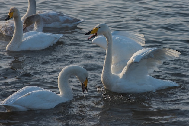 Whooper swans swimming in the lake