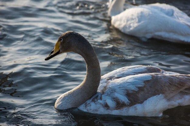Лебеди-кликуны плавают в озере