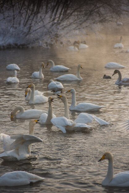 Whooper zwanen zwemmen in het meer