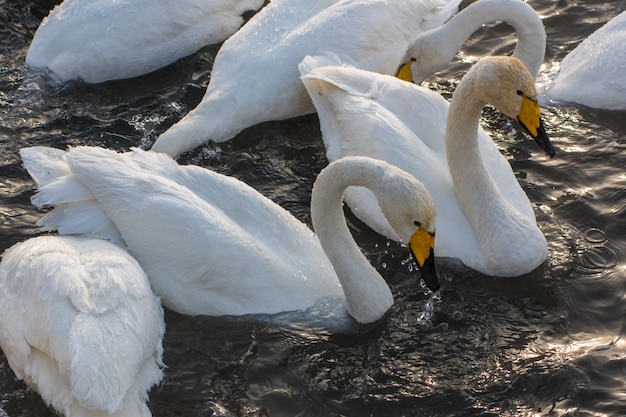 Whooper zwanen zwemmen in het meer