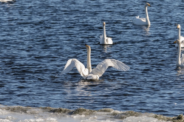 Foto whooperzwanen, cygnus-cygnus, in het hananger-water in lista, noorwegen in maart