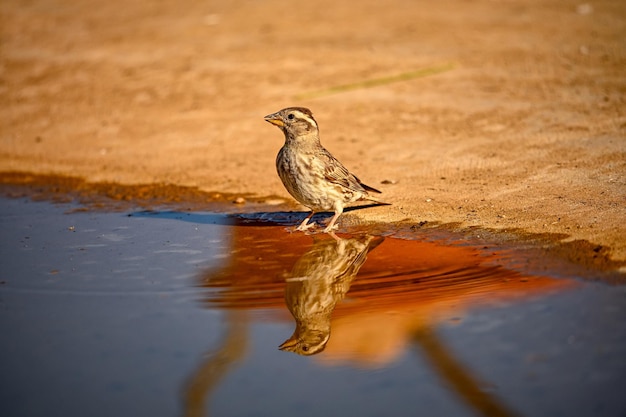 Whooping Sparrow of Petronia petronia weerspiegeld in de lente