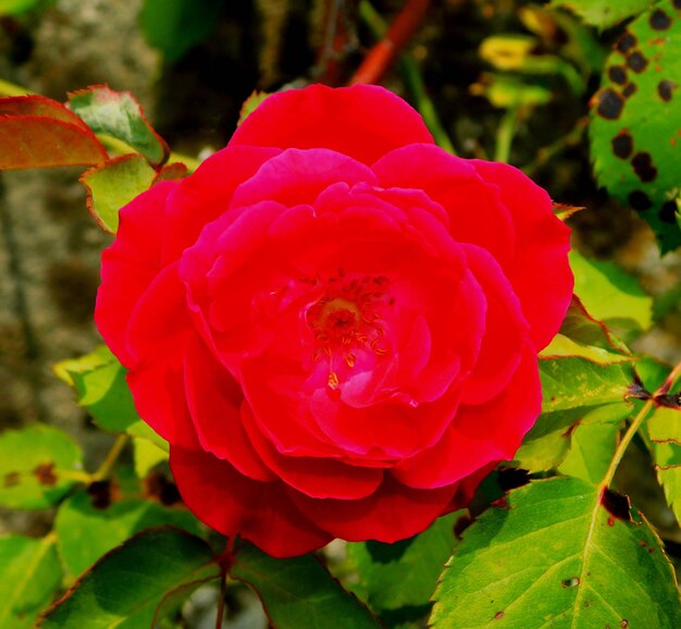 The Wichura rose