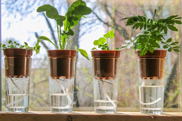 水まきガラスの鍋の植物は窓の上の棚の上に立つ