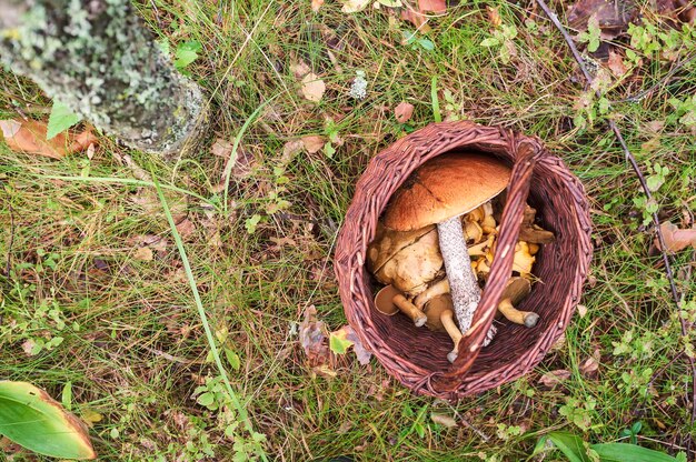 A wicker basket filled with half a variety of mushrooms stands in the grass in the forest Top view