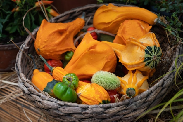 収穫されたオレンジ色のカボチャで満たされた籐のバスケットがクローズアップ