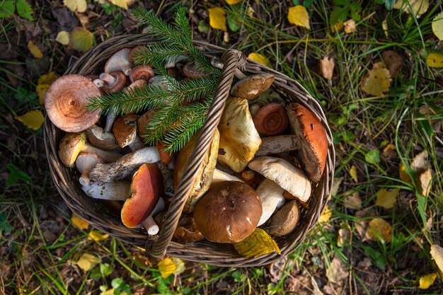 Foto un cesto di vimini pieno di funghi selvatici sullo sfondo delle foglie autunnali